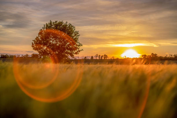 istock Field with rural landscape during sunset 1354064833