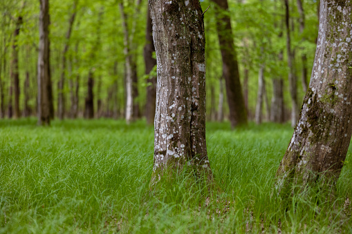 Fresh green grass and tree trunks in forest