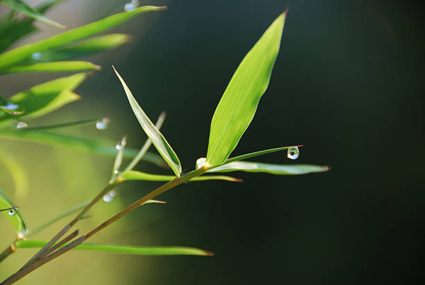 Morning Dew on Bamboo Leaf stock photo