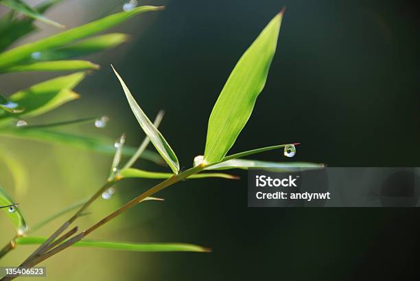 Morning Dew On Bamboo Leaf Stock Photo - Download Image Now - Bamboo - Plant, Dew, Beginnings