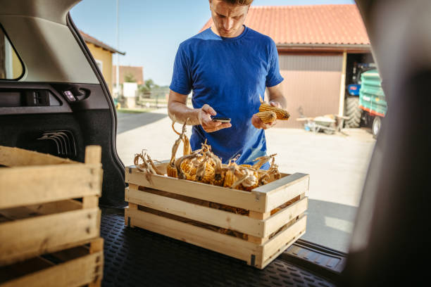 istock Man using mobile phone and examining corn crop in car trunk 1354066001