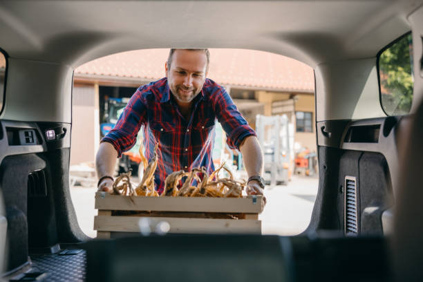 istock Man carrying basket of corn cobs into car trunk 1354066036