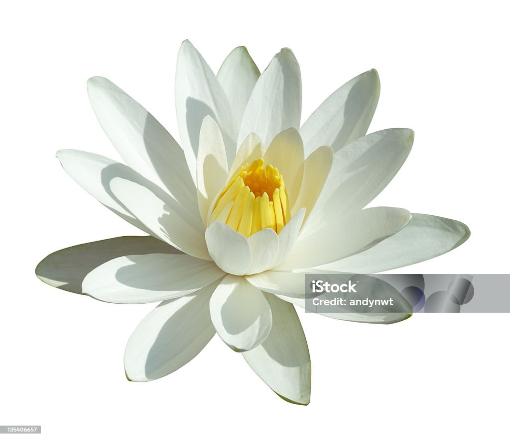 White Water Lily - Lizenzfrei Baumblüte Stock-Foto