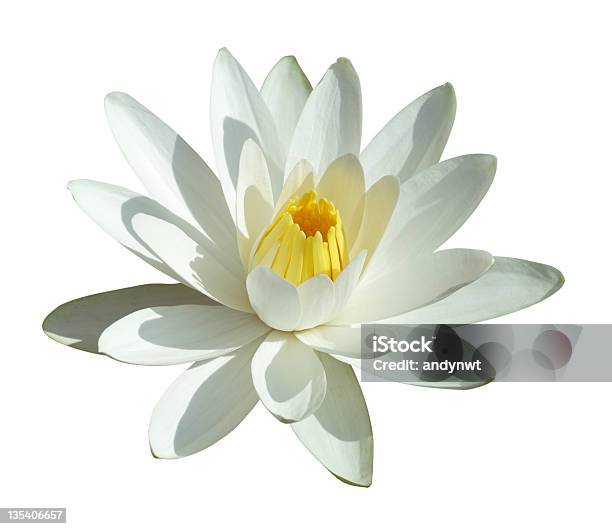 White Water Lily Stockfoto und mehr Bilder von Baumblüte - Baumblüte, Blume, Blütenblatt