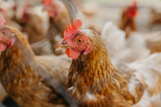 istock Hens in yard of chicken coop 1354066595