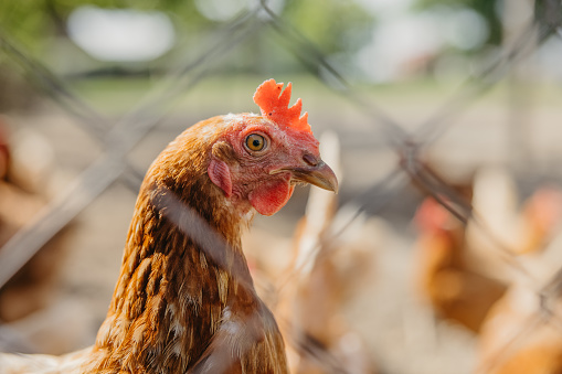 Domestic hen in yard of chicken coop at farm