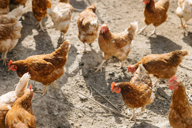 gallinas en el patio del gallinero en la granja - avicultura fotografías e imágenes de stock