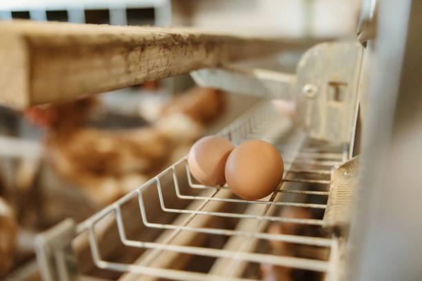 istock Extreme close up eggs on metal rack 1354066771
