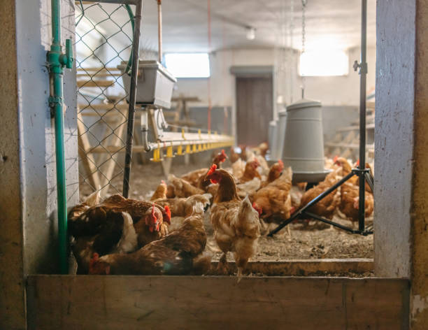istock Chickens roaming inside the poultry farm 1354066981
