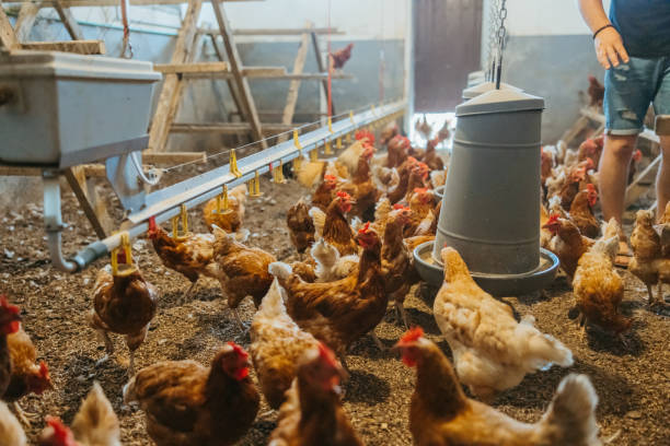 Chickens at poultry farm