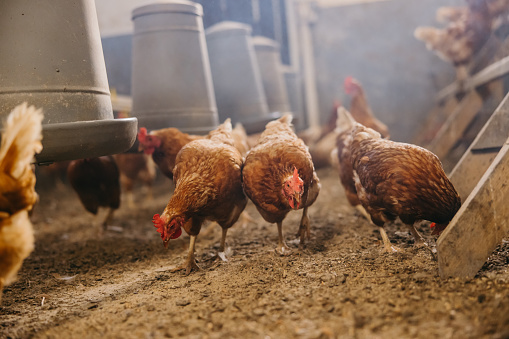 Close up of chickens feeding inside the poultry farm