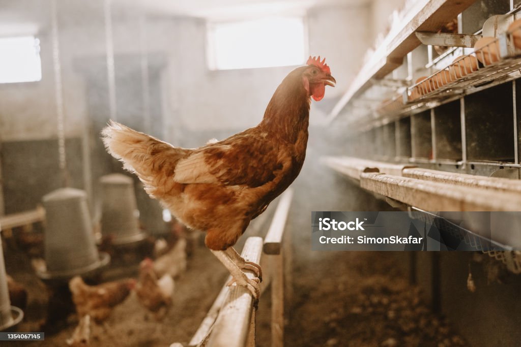 Hen perching on wooden structure Hen perching on wooden structure at poultry farm Chicken - Bird Stock Photo