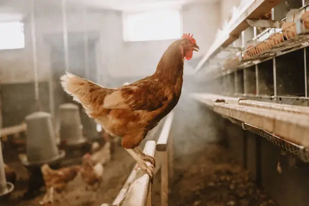 Hen perching on wooden structure at poultry farm