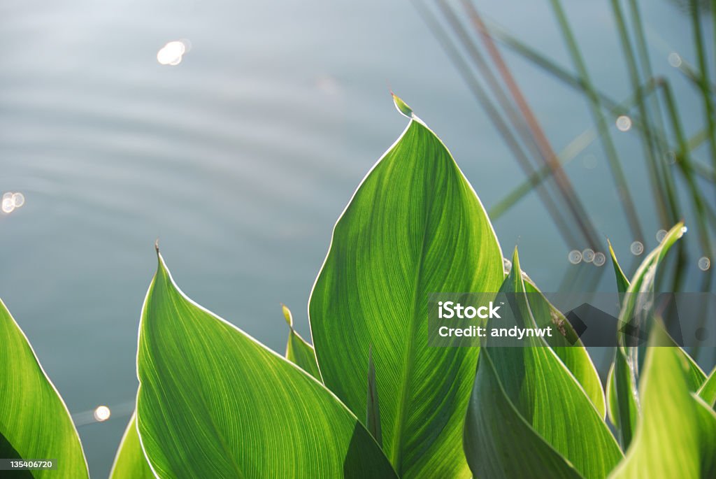 Large tropical leaves with a pond in the background Leaves by lakeside shinning through by sun light Pond Stock Photo