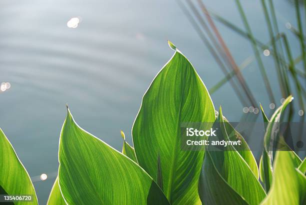 Large Tropical Leaves With A Pond In The Background Stock Photo - Download Image Now