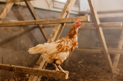 Close up of hen perching on wooden structure at poultry farm