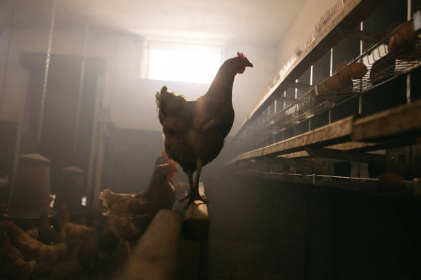 istock Hens roaming around poultry farm 1354067980