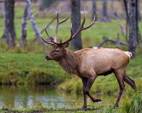 Elk male buck walking in the forest by the water with a side view and displaying its antlers and brown fur coat in its environment and habitat surrounding.  Wapiti Portrait.
