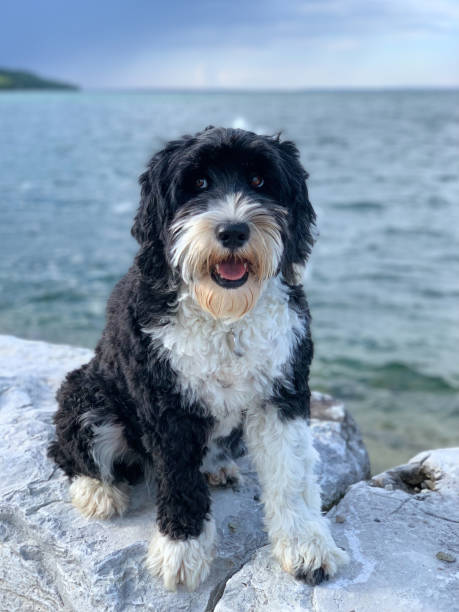 istock black and white dog at the lake 1354068154