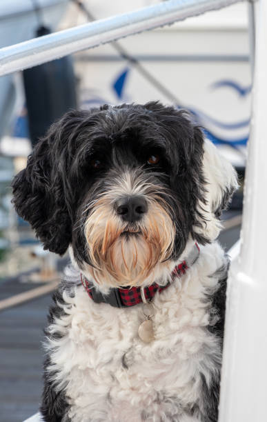 istock black and white dog on a boat 1354068267