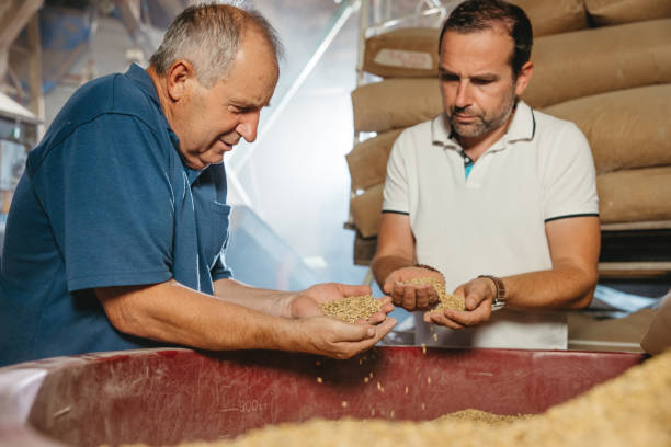 istock Farmers checking the quality of rye grain 1354068277
