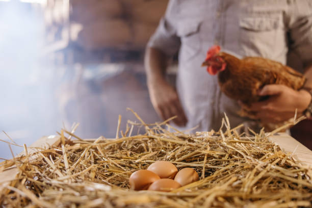 istock Midsection of man holding chicken with eggs in crate 1354068433
