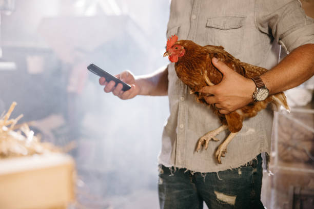 sección media del hombre usando el teléfono móvil y sosteniendo pollo - animal cell fotografías e imágenes de stock