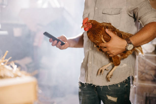 sezione centrale dell'uomo che usa il telefono cellulare e tiene il pollo - animal cell foto e immagini stock