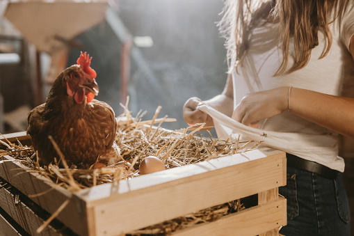 Midsection of teenage girl collecting eggs with hen on crate at poultry farm