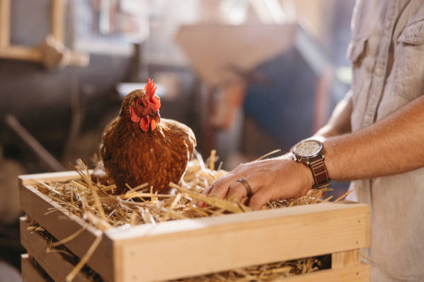 istock Close up of man's hand picking up eggs with hen on crate 1354068538