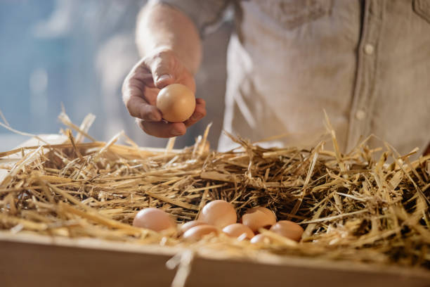 istock Close up of man picking up fresh egg from crate 1354068583