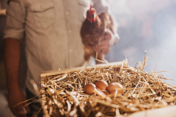 istock Midsection of man holding chicken with eggs in crate 1354068588