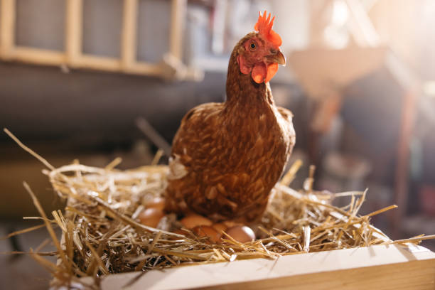 close up of hen laying eggs on crate - chicken hatchery imagens e fotografias de stock