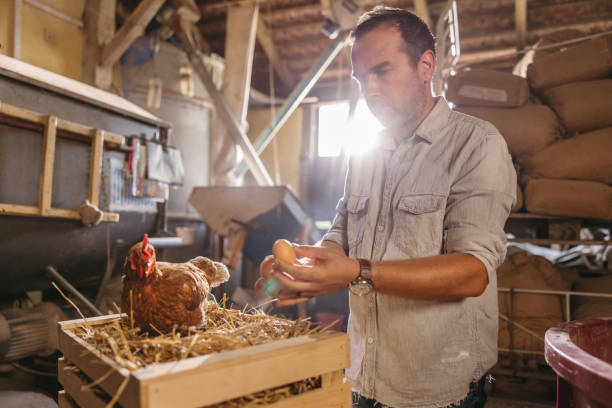 istock Mature man holding eggs with hen on crate 1354068620