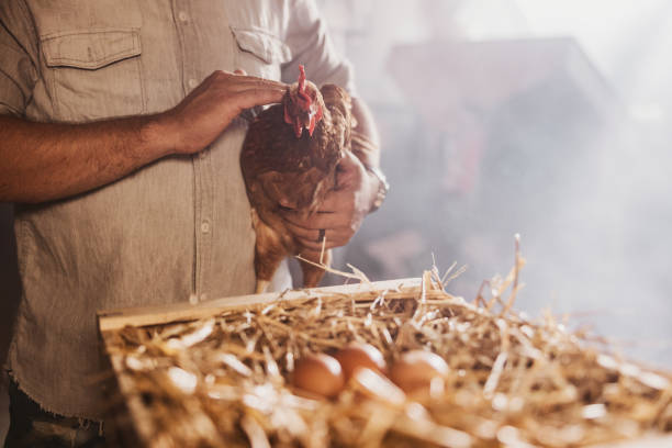 mittelteil des mannes streichelt die henne auf der geflügelfarm - freilandhuhn stock-fotos und bilder