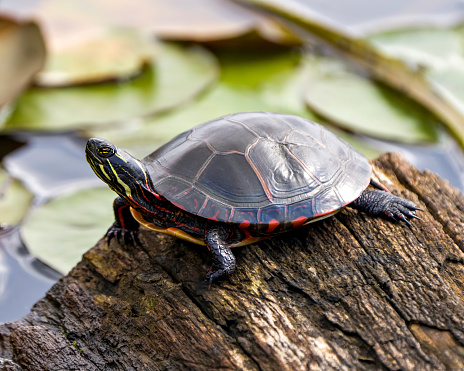 Painted Turtle standing on a log in a pond with water lily pads background in its environment and habitat surrounding. Turtle Stock Photo and Image.