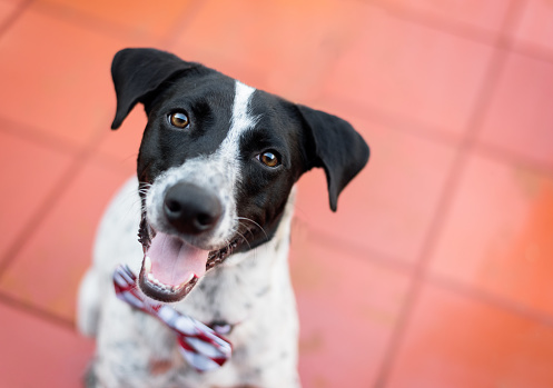 One black and white mixed breed adult dog sticking out the tongue and looking up at the camera, posing on a red tile floor, at a shelter in Londrina, Brazil.