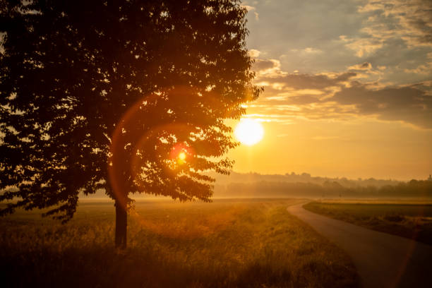 istock Rural road amidst green field during sunset 1354070286