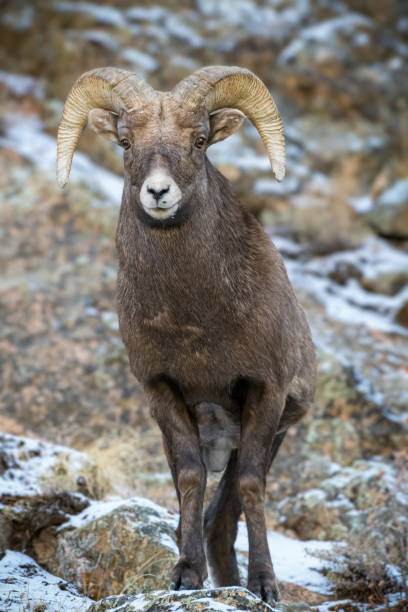 colorado rocky mountain bighorn sheep bighorn ram em uma encosta nevada. - rocky mountain sheep - fotografias e filmes do acervo