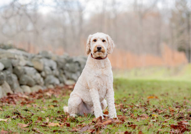 istock A Labradoodle dog posing in the park 1354070314