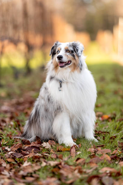 istock One adult Aussie dog in the park 1354071766