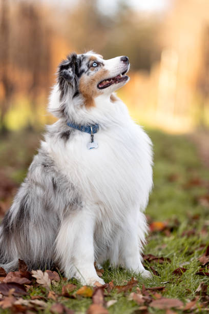 istock One adult Aussie dog in the park 1354071767
