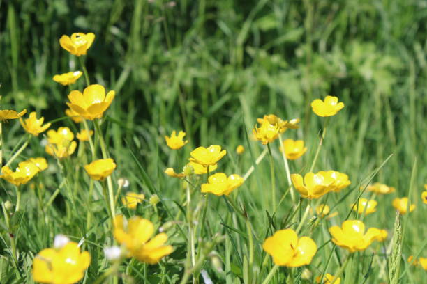 istock Yellow Buttercups in Golden Sunshine #2 1354071797