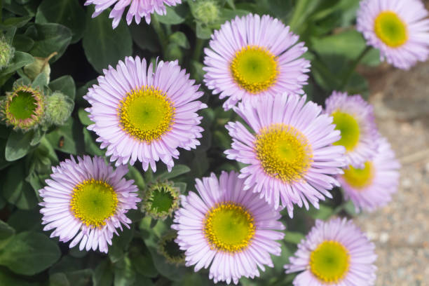 istock Purple seaside fleabane in a garden 1354073341