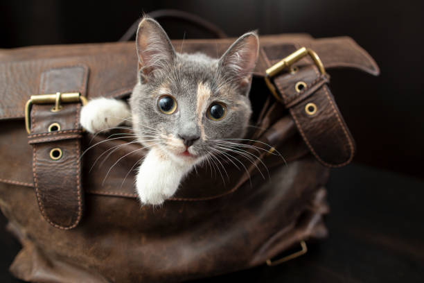 Charming little cat climbed into a leather briefcase and playfully peeks out of it, against a blurred background. Close-up.