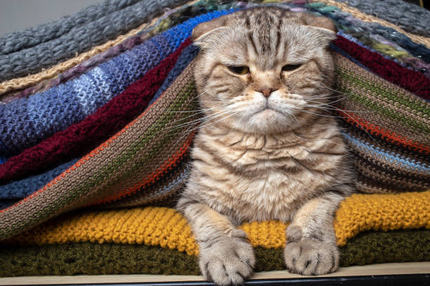 istock Dissatisfied cat Scottish Fold sits proudly in a stack of multi-colored, knitted scarves. Preparing for cold weather. 1354073692