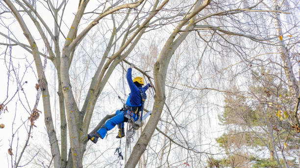 istock Tree cutting professional equipped hanging on large branches of leafless nut tree during an autumn cloudy day 1354075211