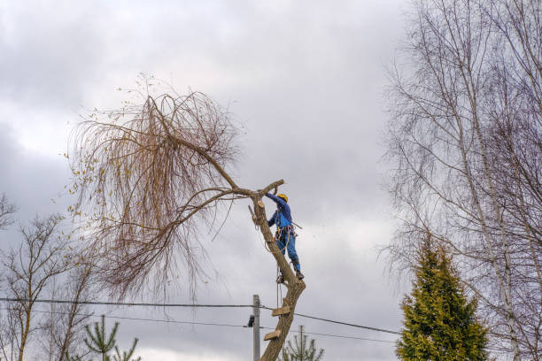 istock professional cutting large bare branch of willow tree during an autumn cloudy day 1354075308