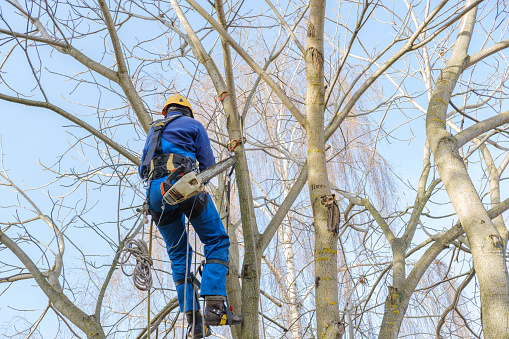 cutting professional, arborist in pruning, cutting back, removing leafless bare mature tree branches safely. tree surgeon working using chainsaw, hanging on multiple ropes, equipment. autumn cloudy