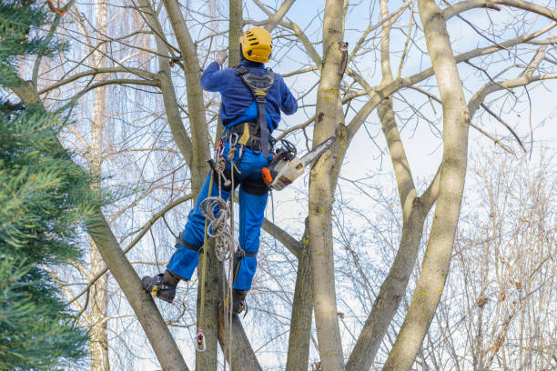 professional hanging and cutting large bare branches of nut tree during an autumn day professional cutting, arborist pruning, cutting back, removing leafless bare mature branches safely. tree surgeon working using old chainsaw, hanging on multiple ropes, equipment. autumn cloudy prune stock pictures, royalty-free photos & images